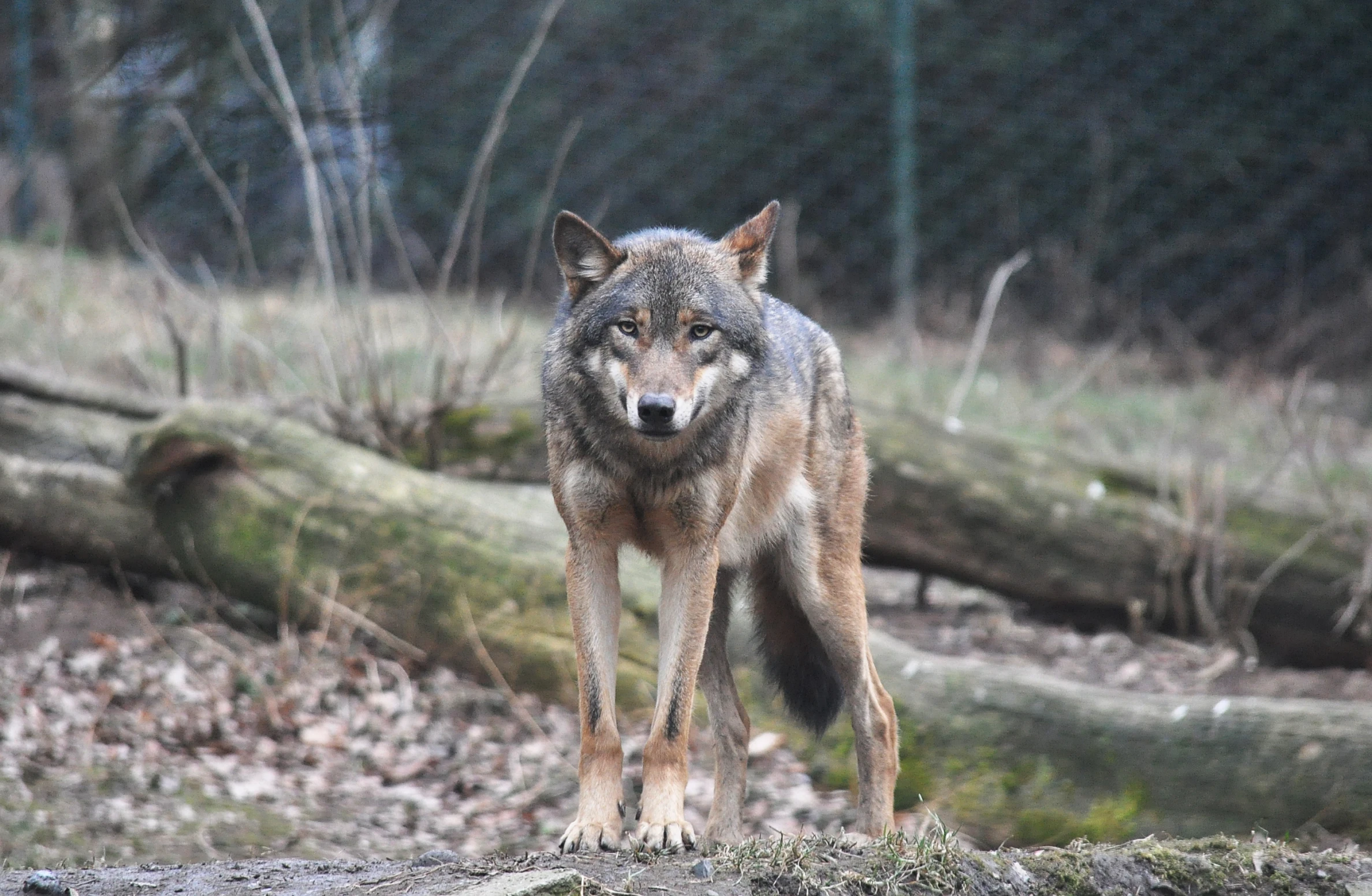 a wolf looking directly into the camera on a log