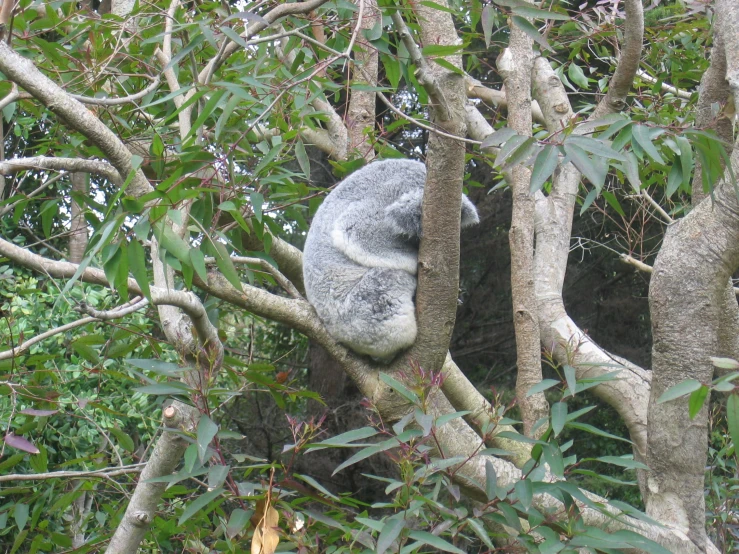 a koala sitting in a tree eating leaves