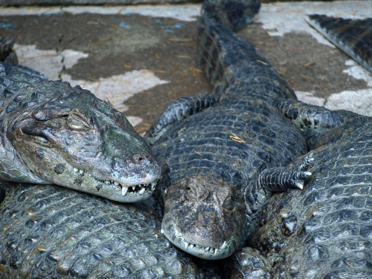 two alligators that are laying next to each other