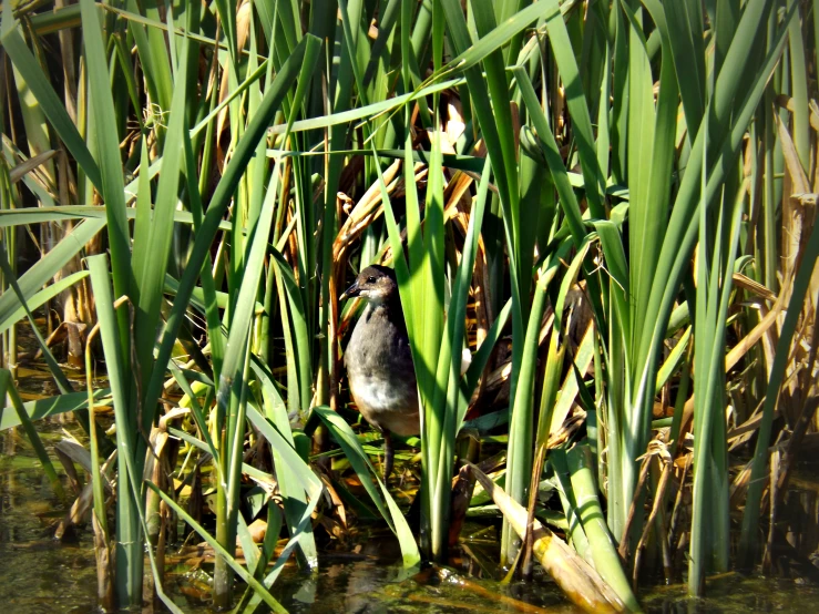 a bird sitting in tall grass next to water