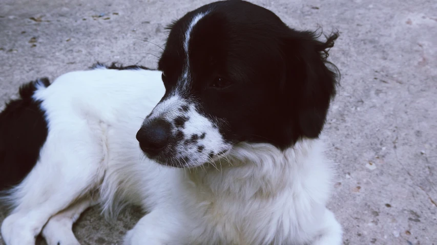 a close up of a dog with snow on it's nose