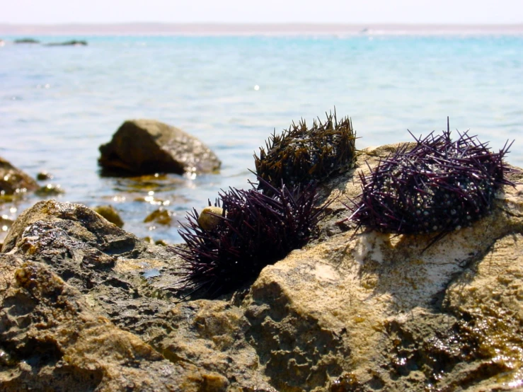 an ocean scene with rocks and seaweed