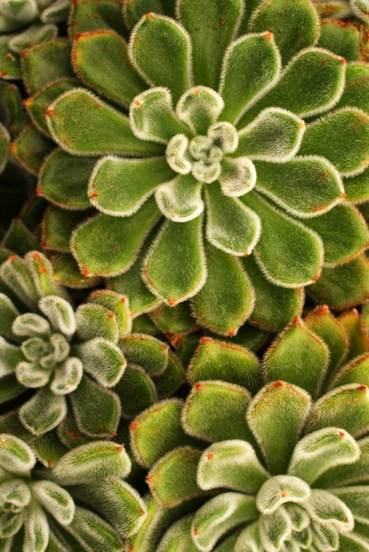 a close up view of green leafy plants