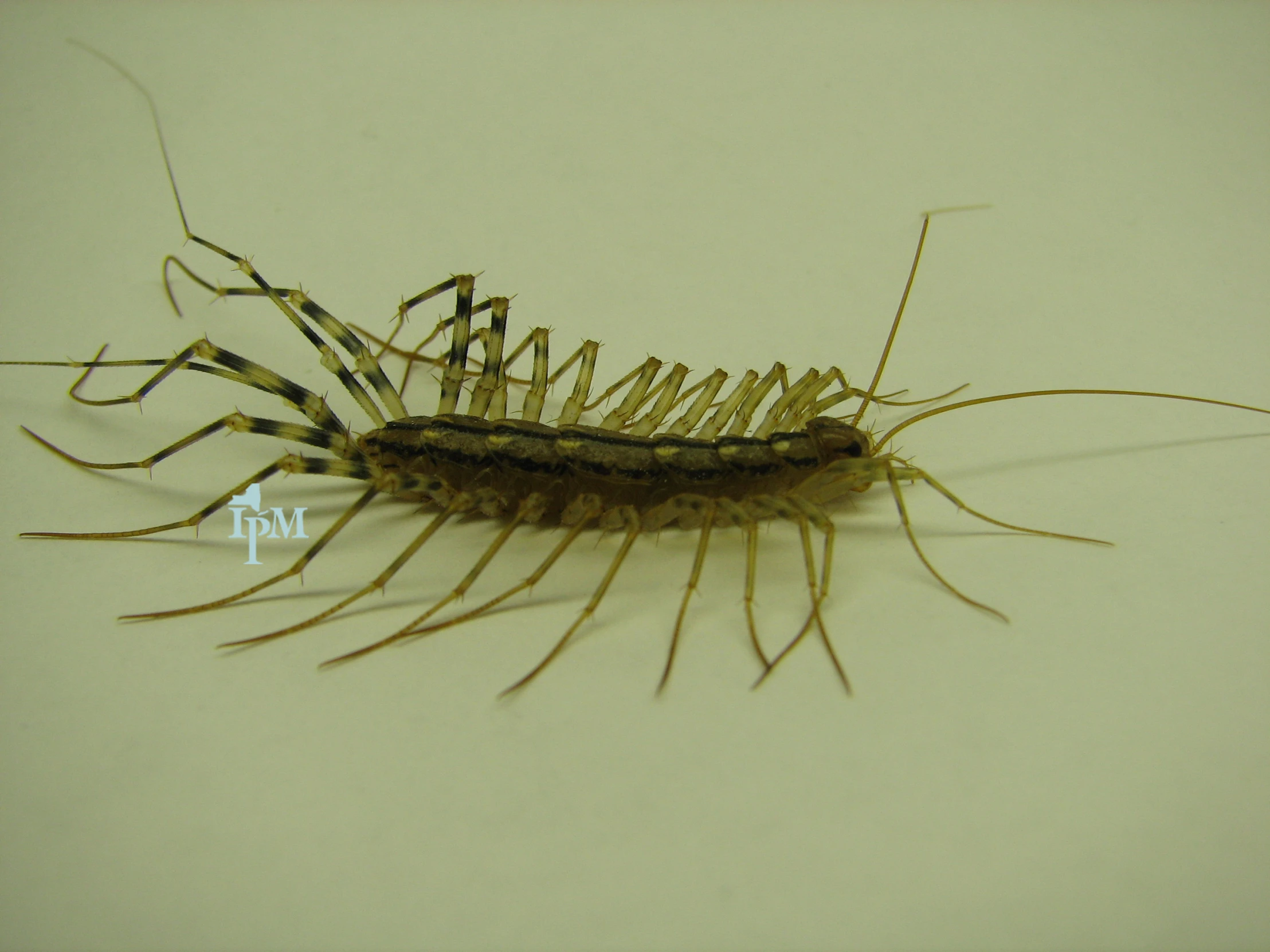 some type of insect sitting on a table