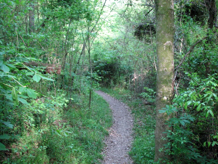 a narrow trail in a park with lots of trees and plants
