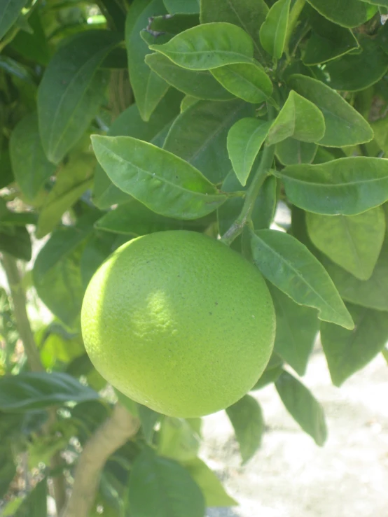 a lime tree nch with green leaves in the foreground