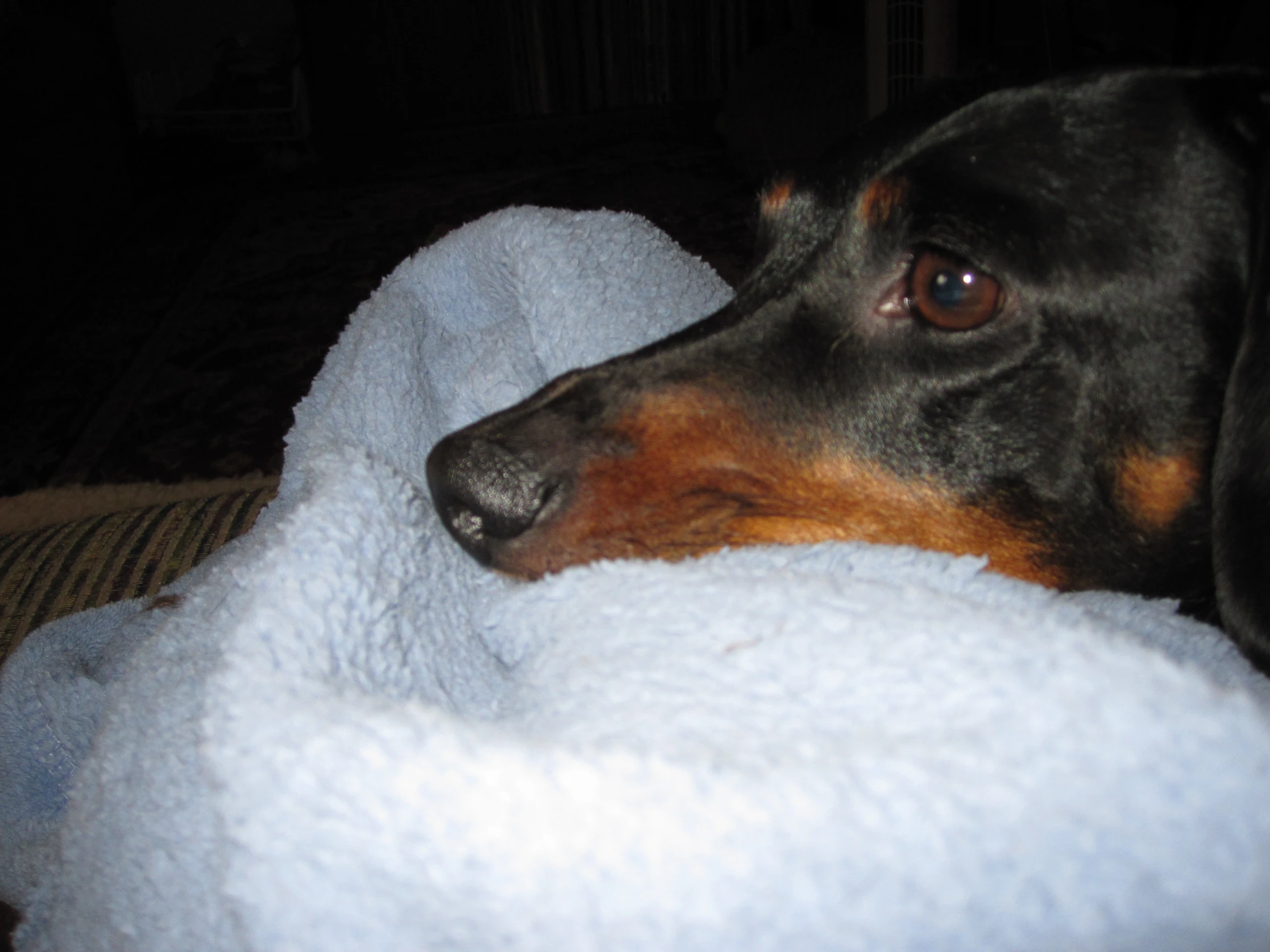 a small brown and black dog laying down next to a blanket