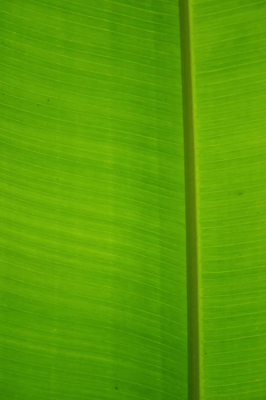 a close up po of a large green leaf