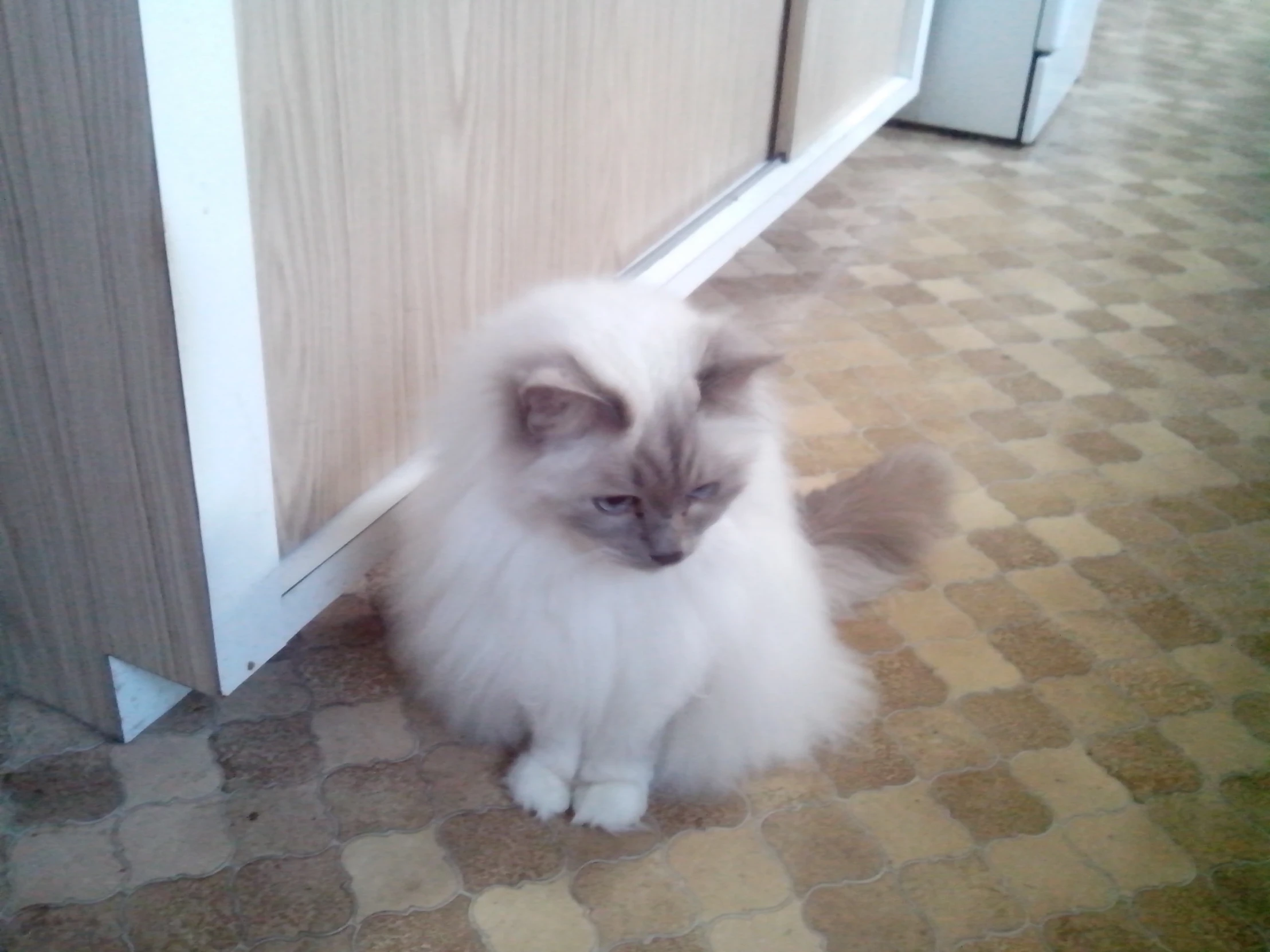 a fluffy cat is sitting next to a closet