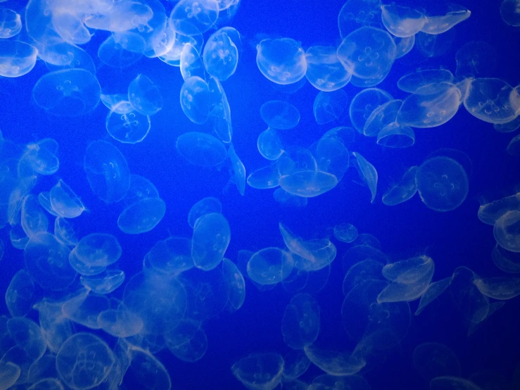 blue jellyfish swimming in the deep blue water