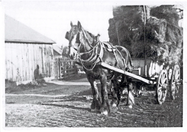 an old pograph of a horse pulling a wagon