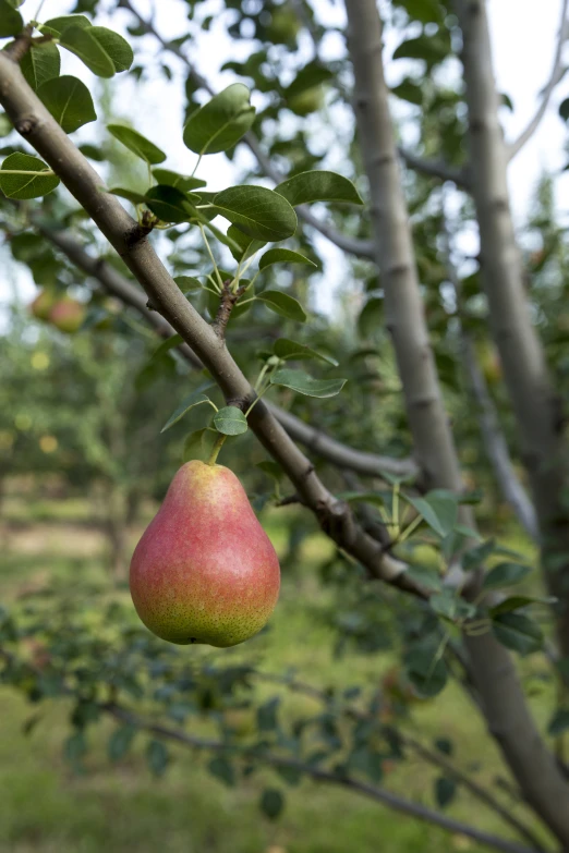 two pears are hanging from the nches of the tree