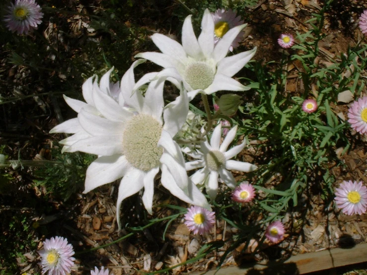 several large white flowers next to some green and pink plants