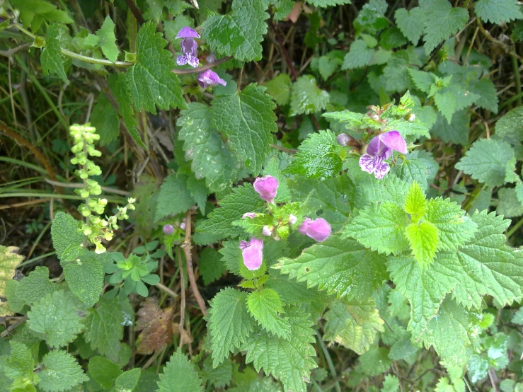 purple flowers that are growing near green leaves