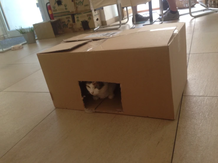 a cat peeks out from the box on the floor