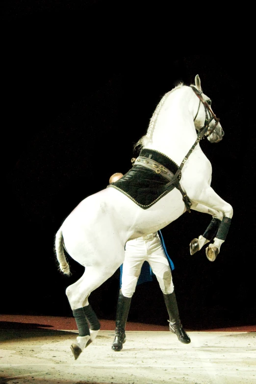 a white horse with a rider in an arena