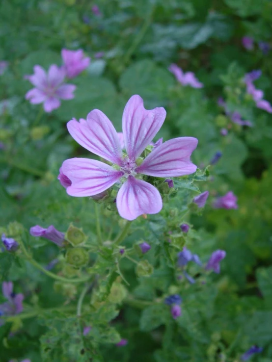 the purple flowers are blooming in the garden