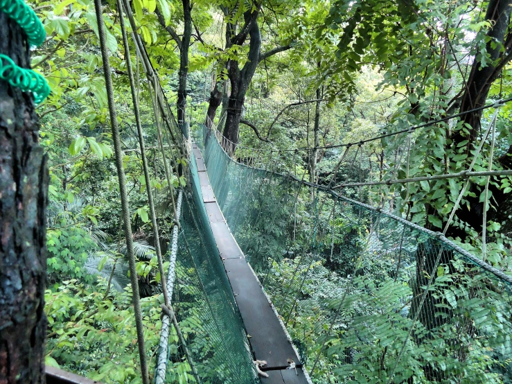 a person is going over a rope bridge in the woods