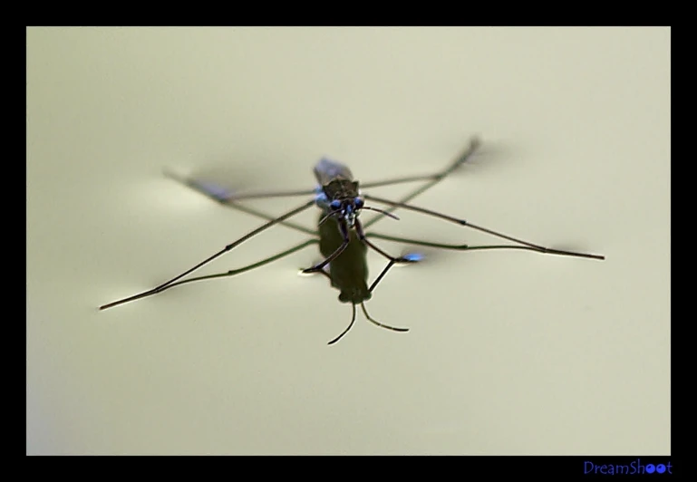 a close up image of a mosquito in flight