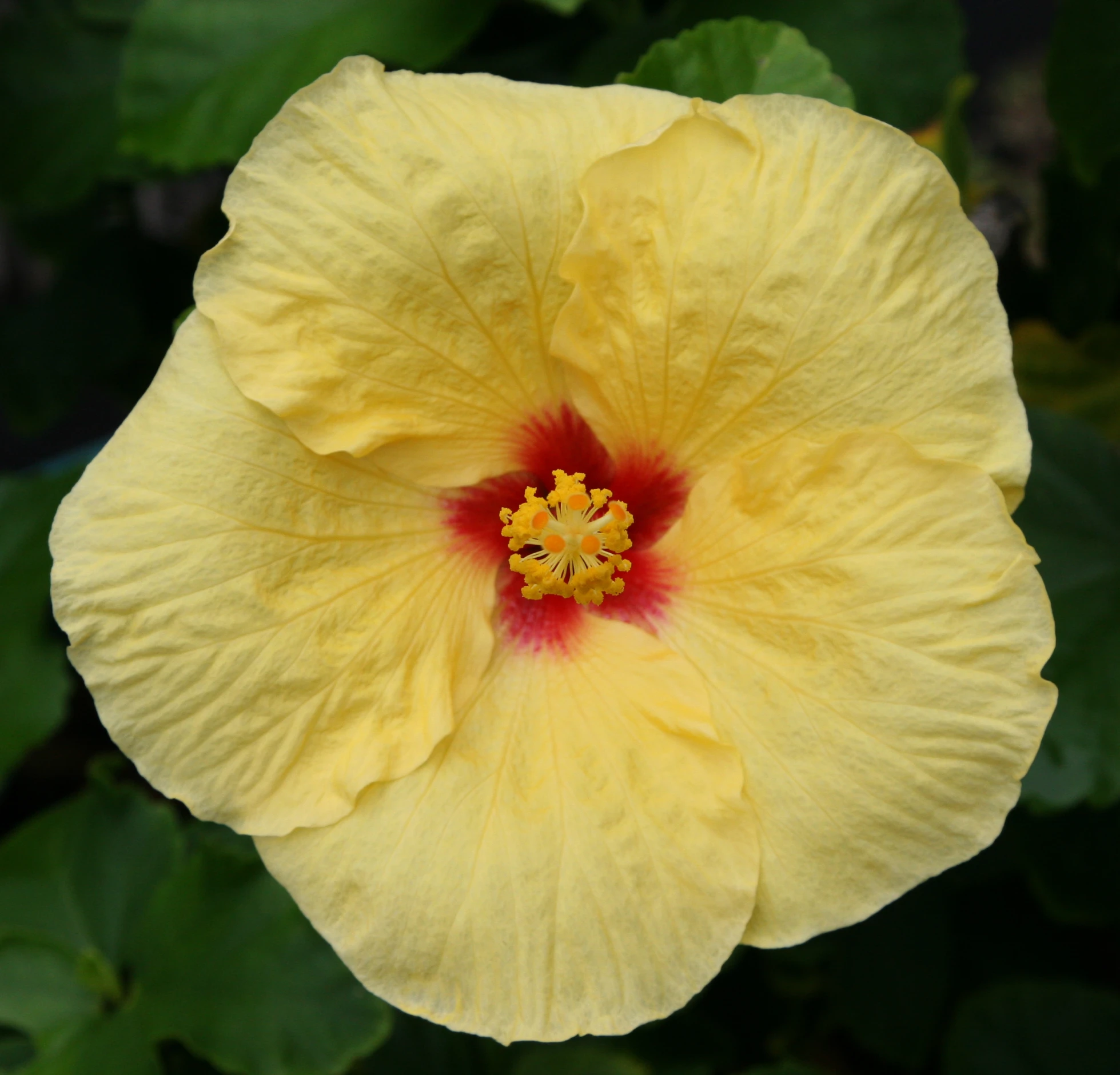 a close up of a flower in the middle of green leaves