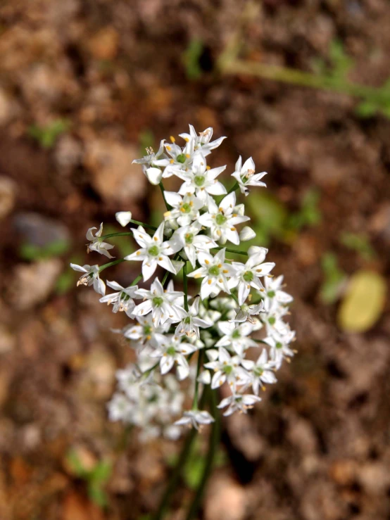 some tiny white flowers in the dirt and some plants