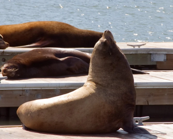 sea lions lounging on pier beside body of water