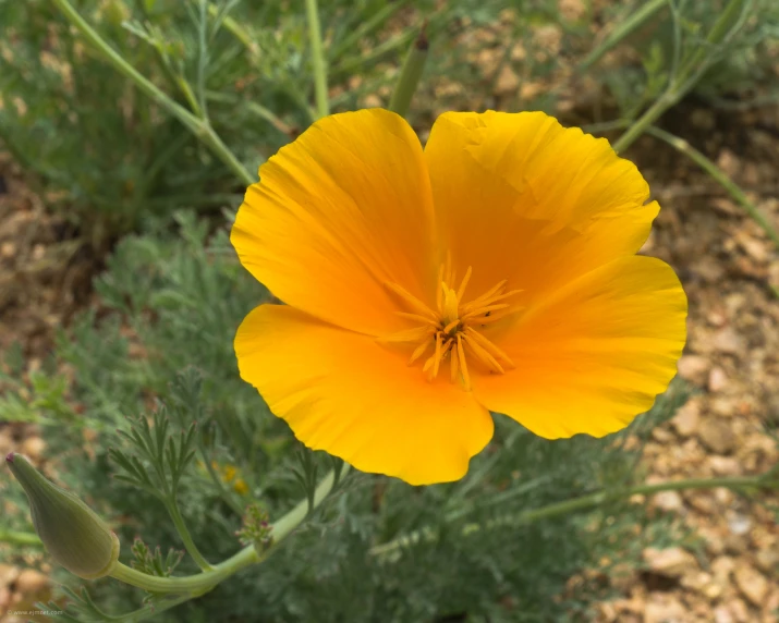 a large orange flower stands near some greenery