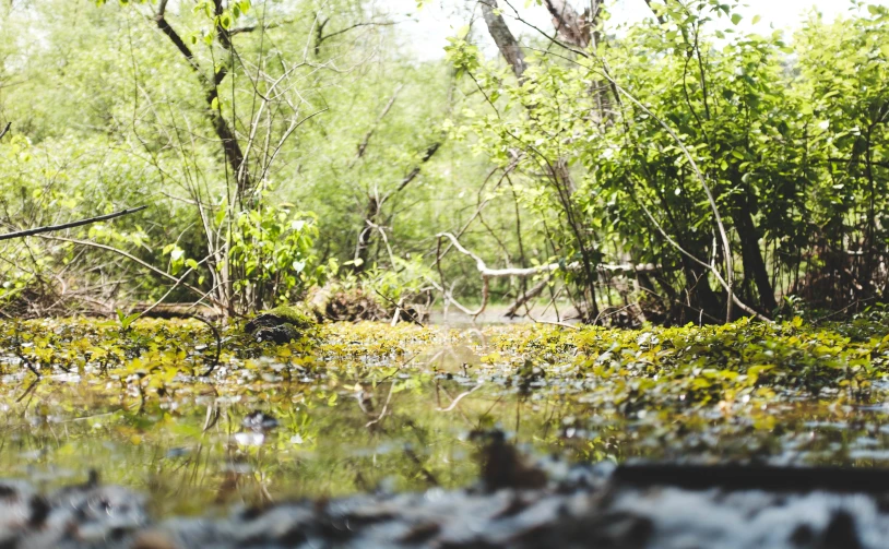 an area that has green plants and water with trees in the background