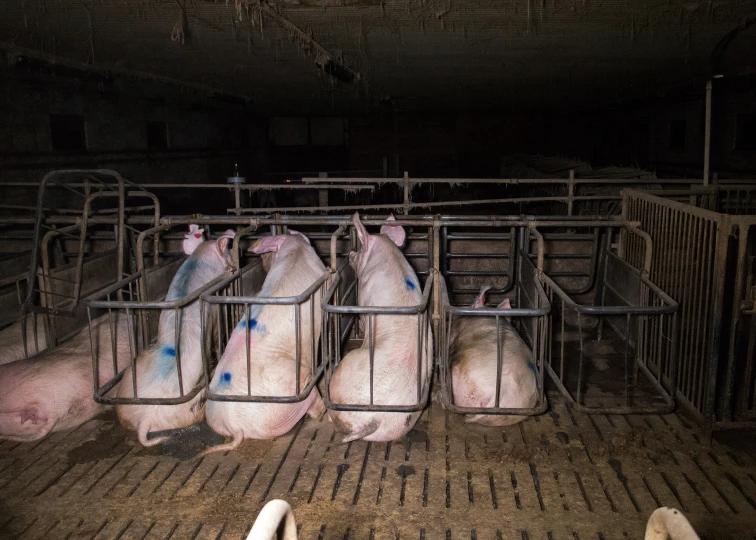 three pigs are in their pen as people look at them