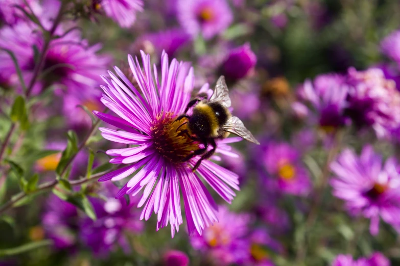 the bee is flying on a flower that is purple