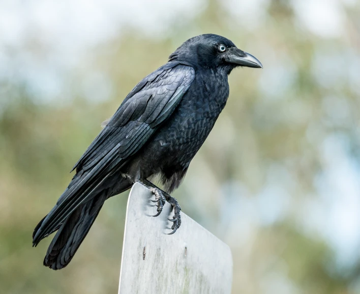 a black bird sitting on top of a wooden pole