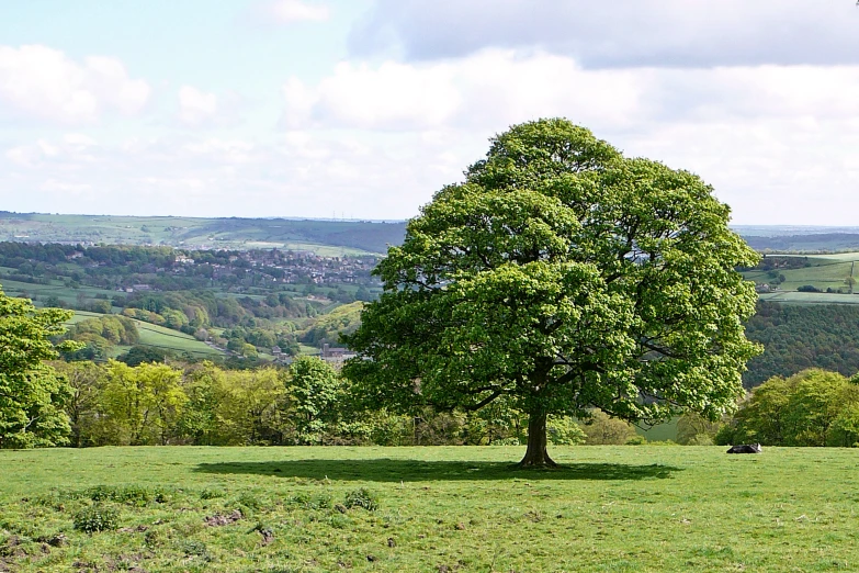 the lone tree is on the grass field