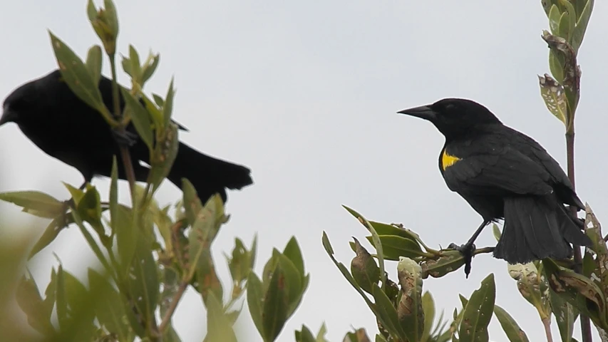 a bird is sitting on top of a tree nch