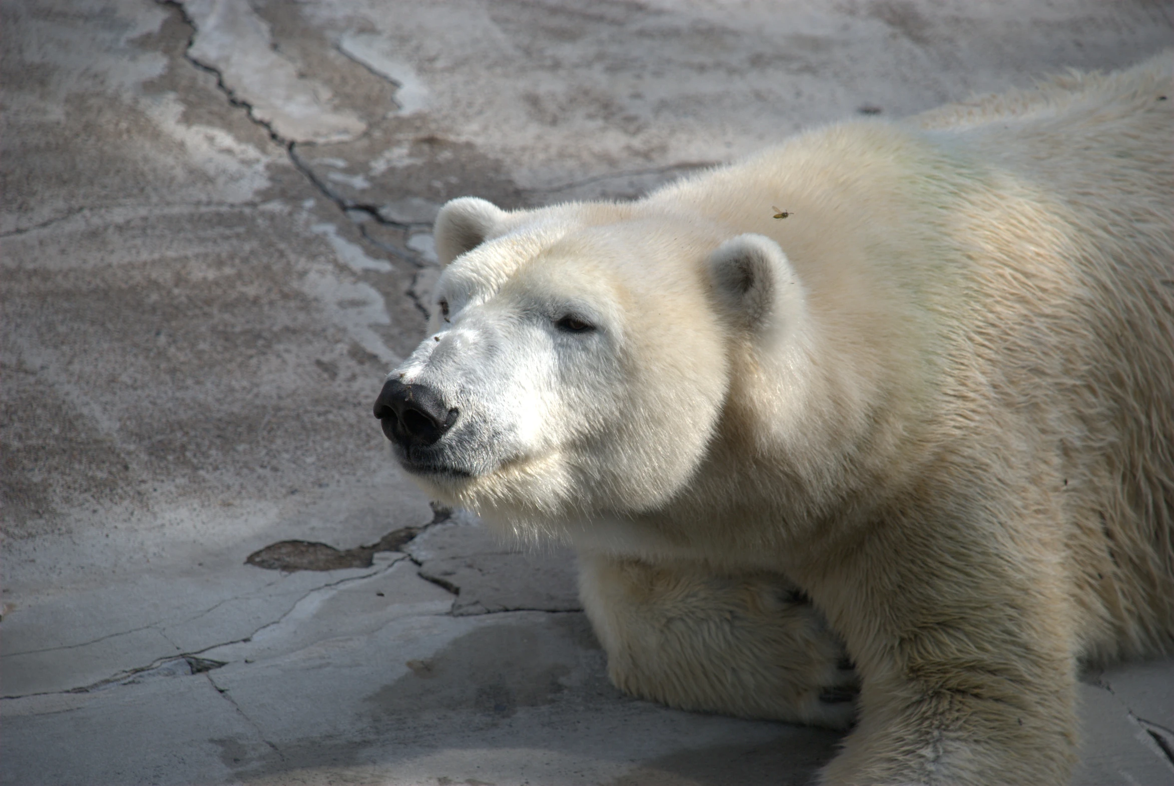 there is a polar bear sitting down on the ground