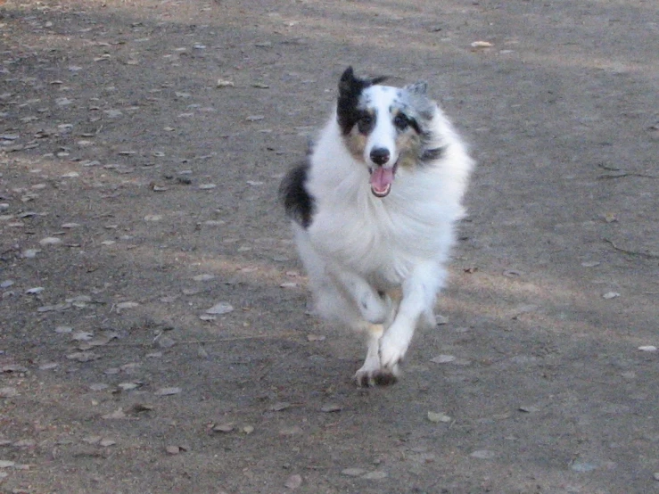 a dog running in the dirt with its tongue out