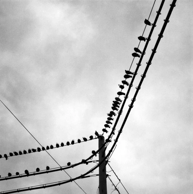 birds are perched on the wire against the cloudy sky