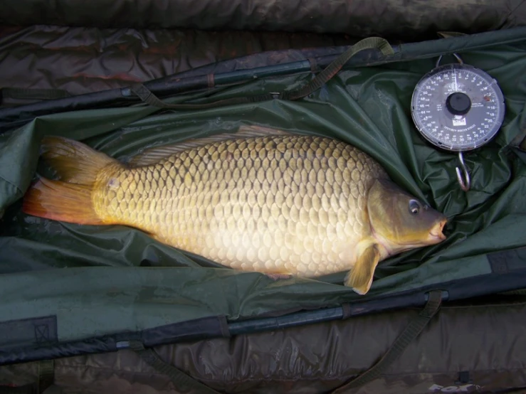 large yellow carp in its fishing gear bag