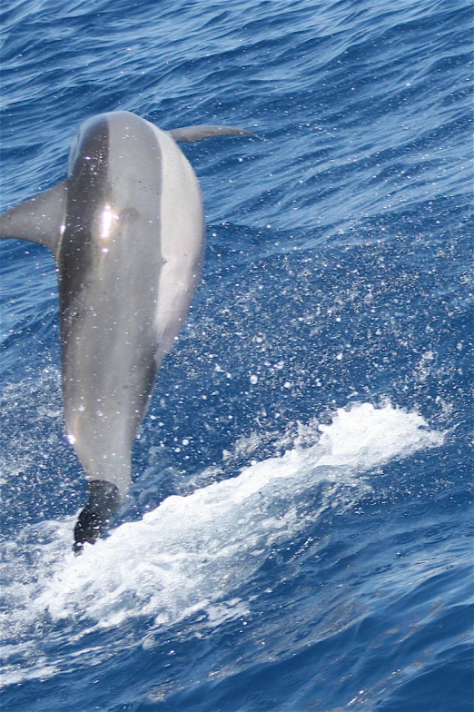 a dolphin pokes its back into the water