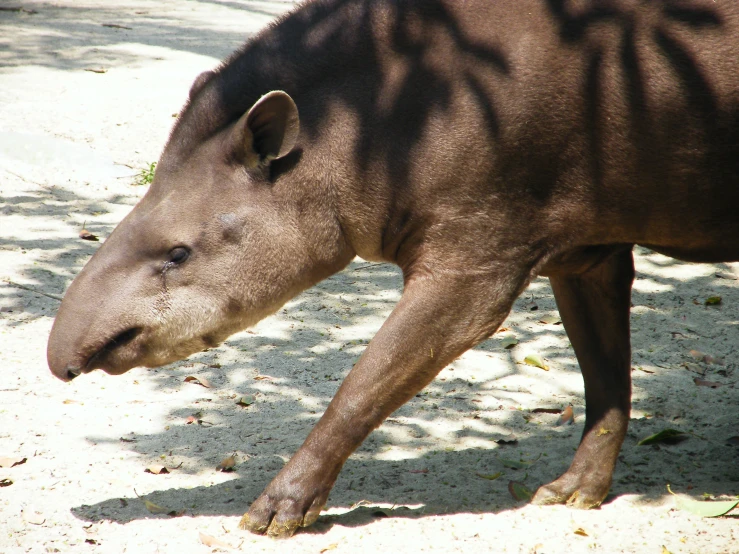 a large animal walking on some dirt covered ground