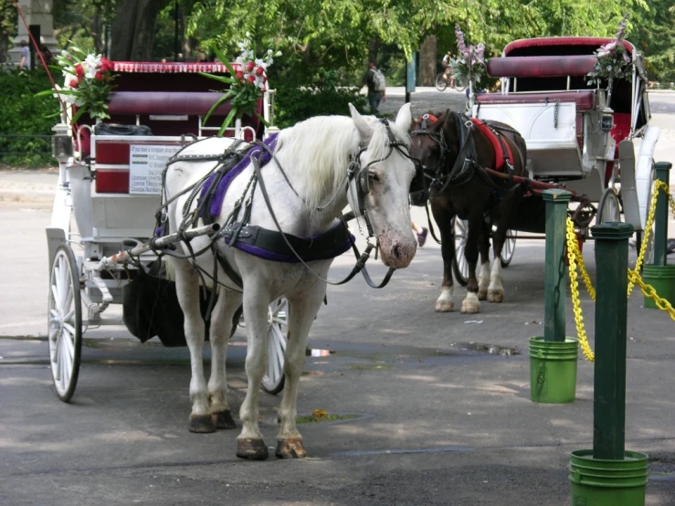 there is a white horse that has a purple harness in the street