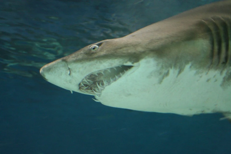 a large tiger shark swimming in the ocean