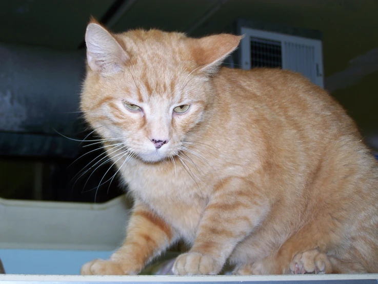 a small orange cat is standing next to a air conditioner