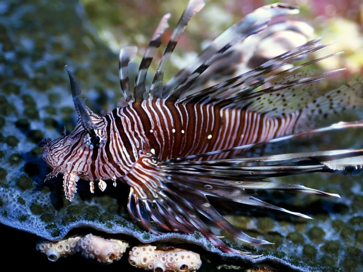 a lion fish resting on some algae in the water