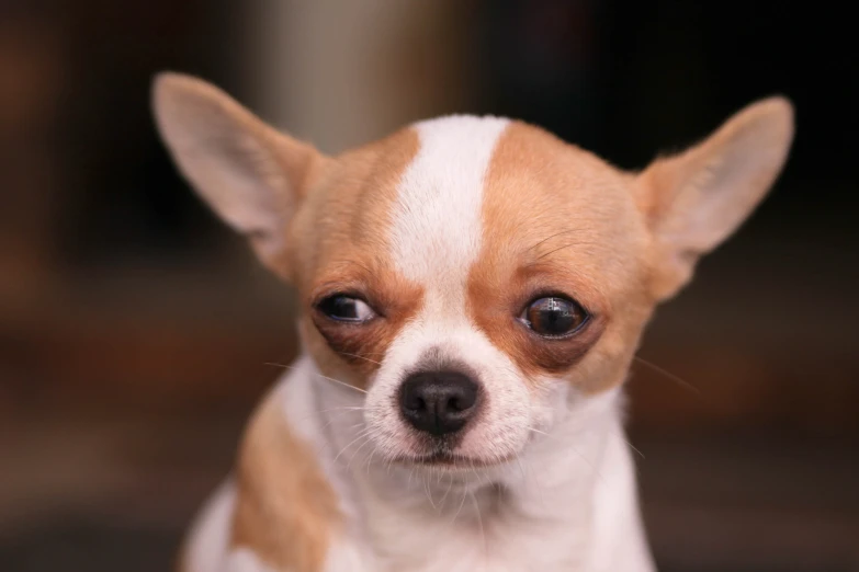 a dog with big eyes stares intently in front of the camera