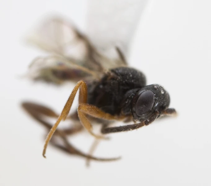 a close up of a bee looking around