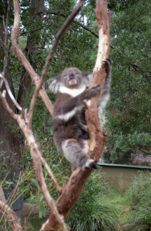 a koala sitting on top of a tree limb