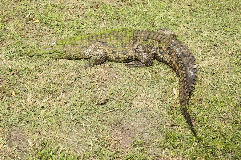the crocodile is laying on the grass