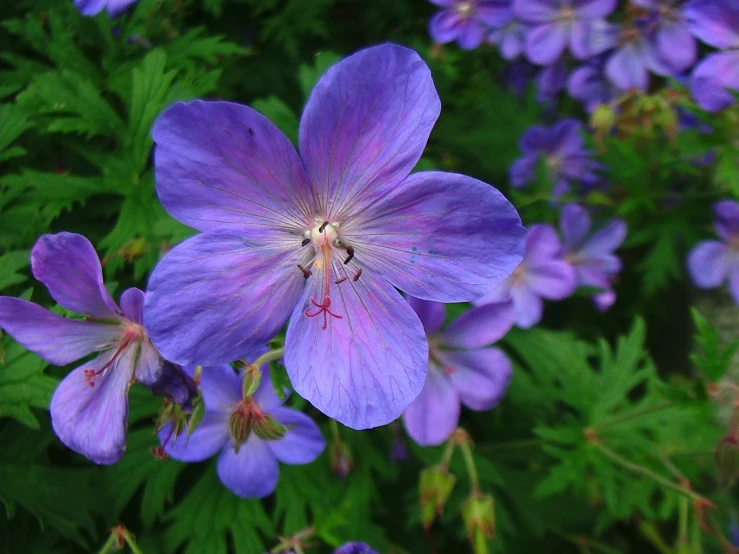 a close up of a purple flower with lots of leaves