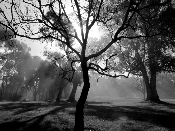 the sun is setting in a field of fog