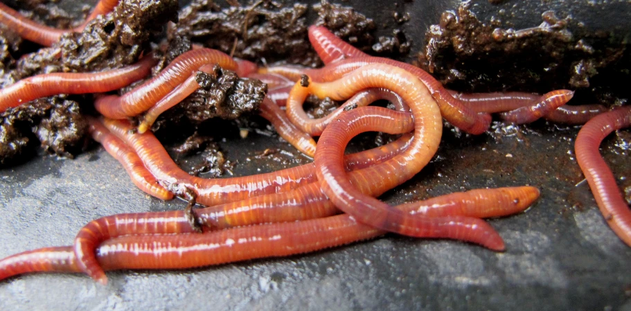 large worms spread across a dirty surface next to dirt